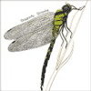Strawbs Dragonfly CD